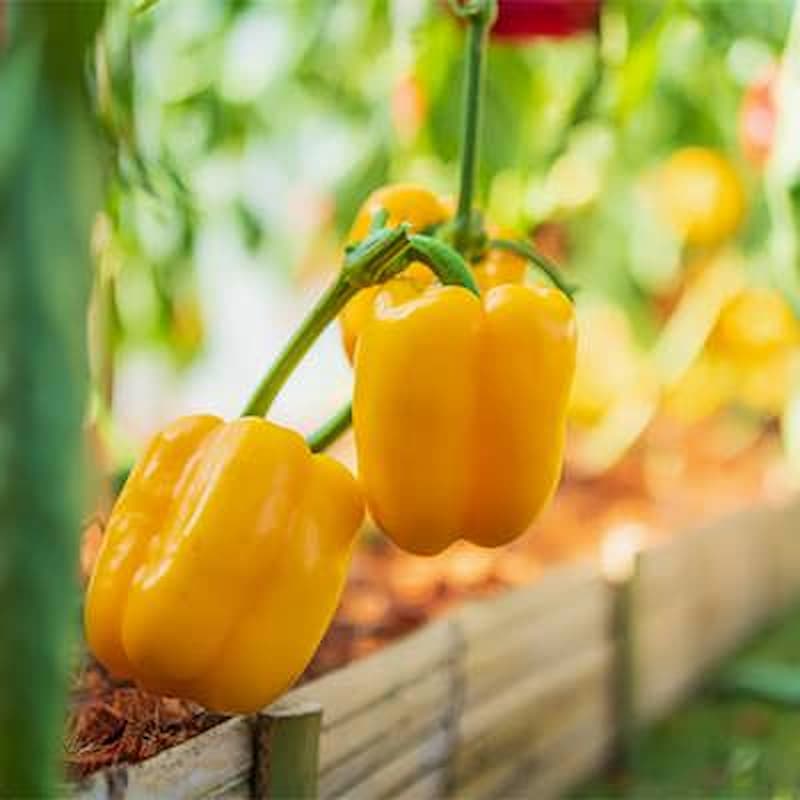 فروش فلفل دلمه ای زرد ایتالیایی + قیمت خرید به صرفه